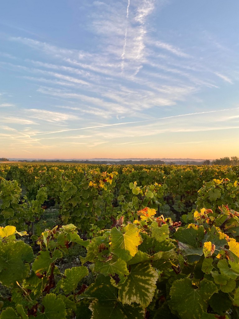 Les vignes de Lafaurie Peyraguey à Sauternes